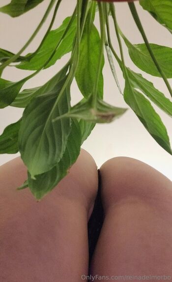 reinadelmorbo